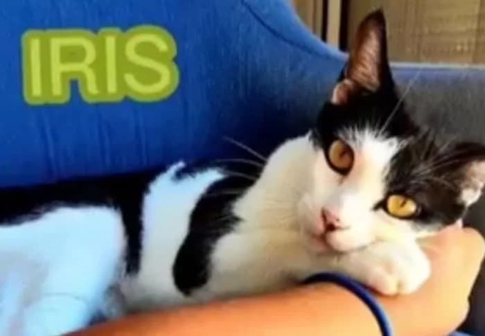 IRIS, female European Shorthair for adoption at Naturalia Huelva