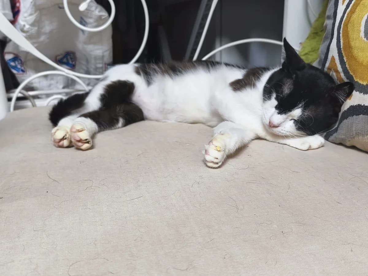 Vaquita, male Mixed Breed for adoption at Asociación Sol Guadalajara