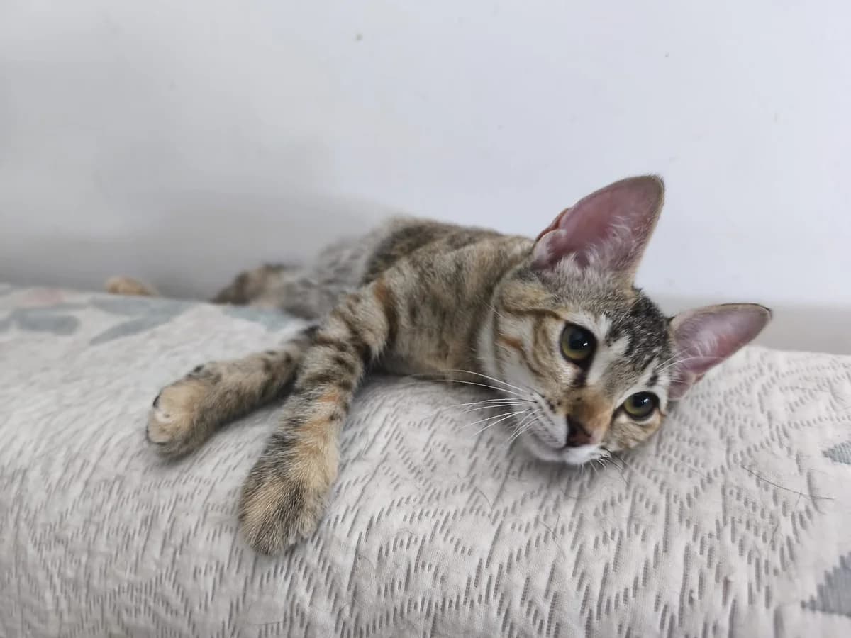 Brandy, female European Shorthair for adoption at Asociación Sol Guadalajara