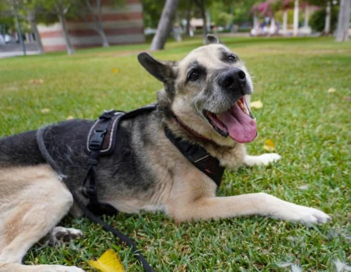 Chico, male puppy Mixed Breed for adoption at Keywords