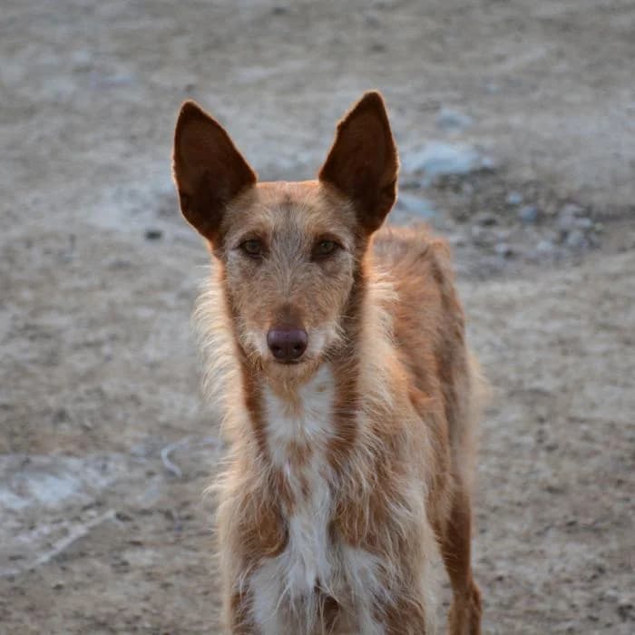 Pyxis, female puppy Mixed Breed for adoption at Keywords