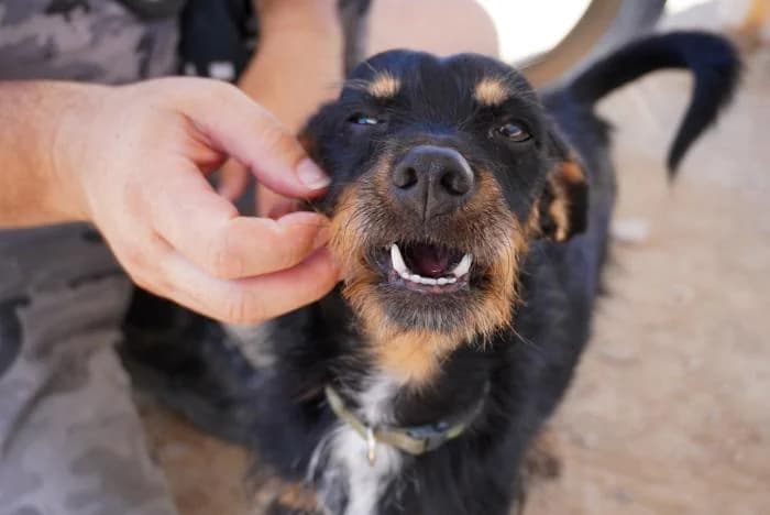 Lord, male puppy Mixed Breed for adoption at Keywords