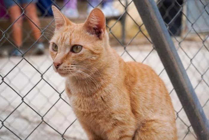 América, male puppy European Shorthair for adoption at Keywords