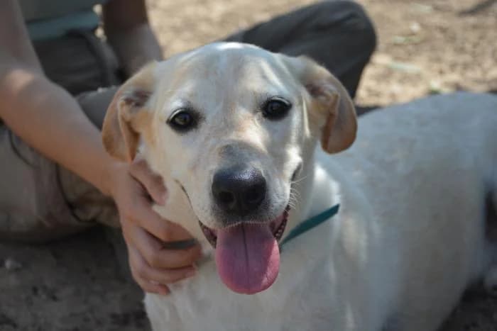 Sauron, male puppy Mixed Breed for adoption at Keywords