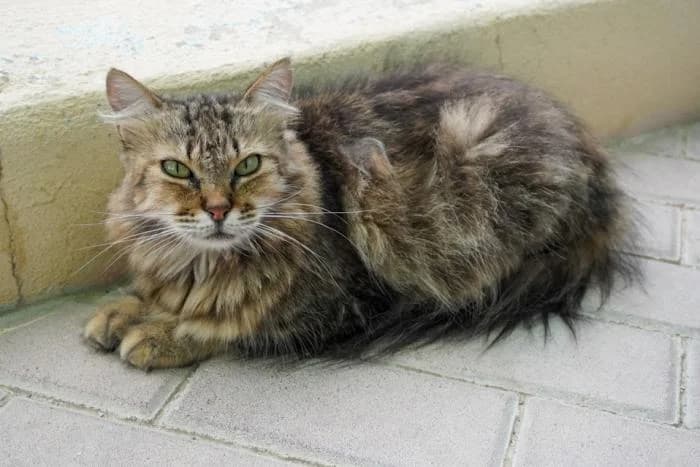 Peludina, female puppy European Shorthair for adoption at Keywords