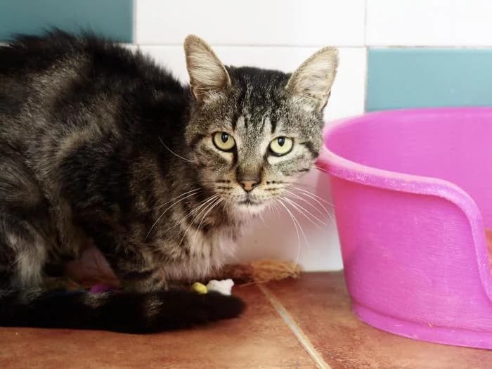 Steven, male puppy European Shorthair for adoption at Keywords