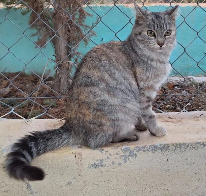 Alma, female puppy European Shorthair for adoption at Keywords