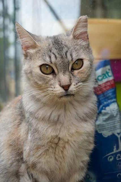 Alma, female puppy European Shorthair for adoption at Keywords