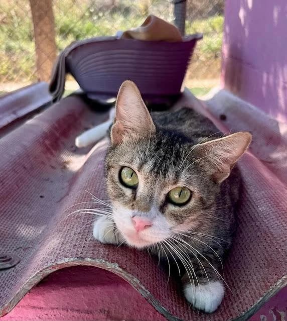 Mami, female puppy European Shorthair for adoption at Keywords