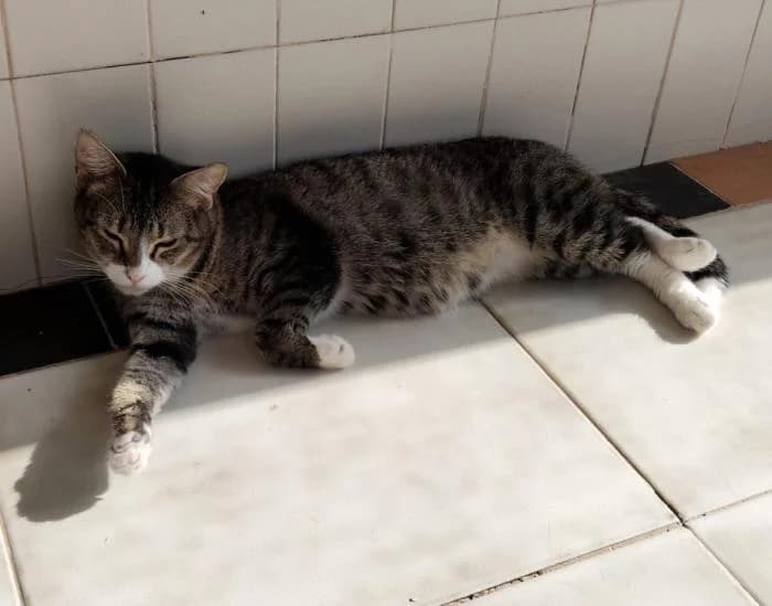 Mami, female puppy European Shorthair for adoption at Keywords