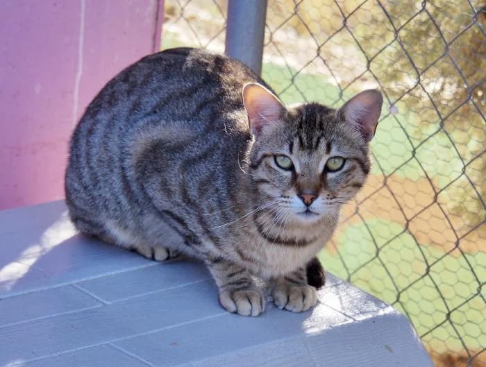 Tino, male puppy European Shorthair for adoption at Keywords