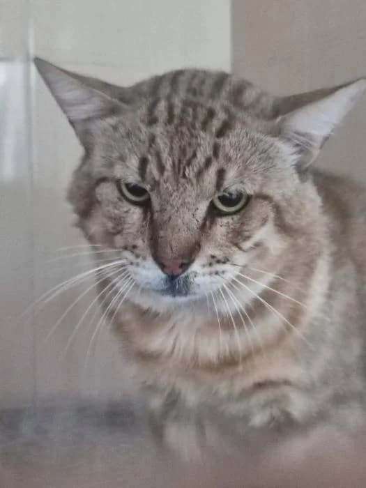 Flick, male puppy European Shorthair for adoption at Keywords