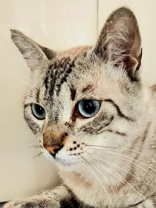 Brad Pitt, male puppy European Shorthair for adoption at Keywords