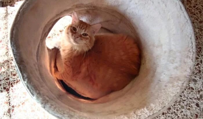 Rubia, female puppy European Shorthair for adoption at Keywords