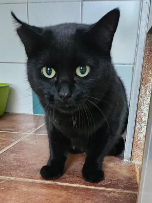 Gatita, female puppy European Shorthair for adoption at Keywords