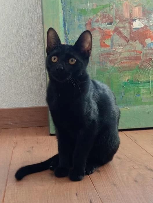 Sophie, female puppy European Shorthair for adoption at Keywords