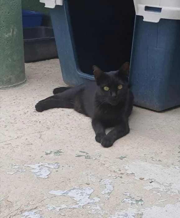 Tierra, female puppy European Shorthair for adoption at Keywords