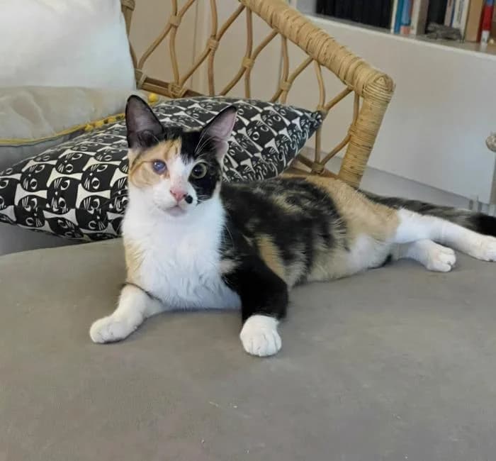 Daniela, female puppy European Shorthair for adoption at Keywords
