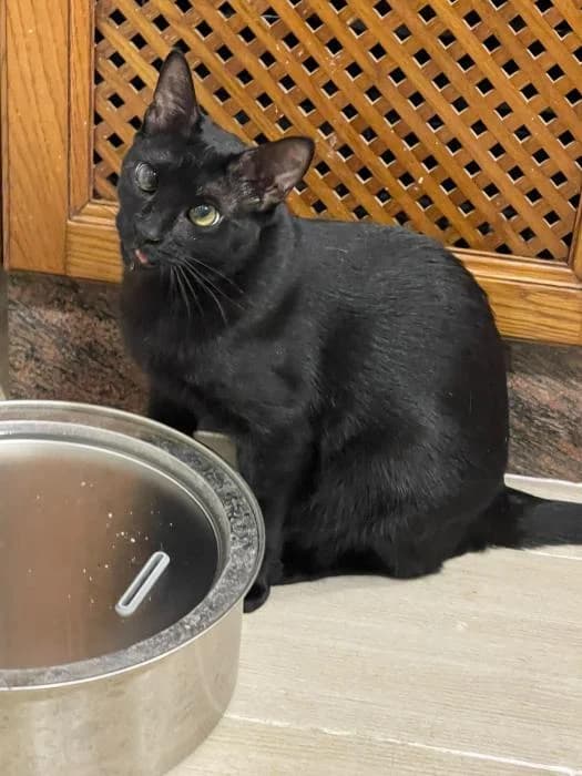 Dingo, male puppy European Shorthair for adoption at Keywords