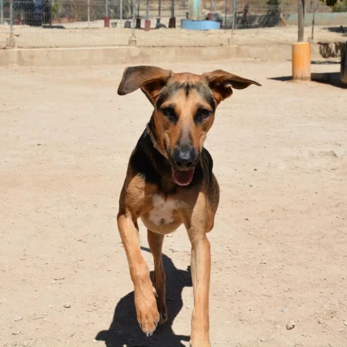 Serena, female puppy Mixed Breed for adoption at Keywords