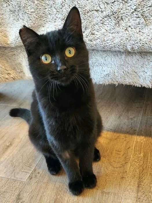 Mokka, female puppy European Shorthair for adoption at Keywords