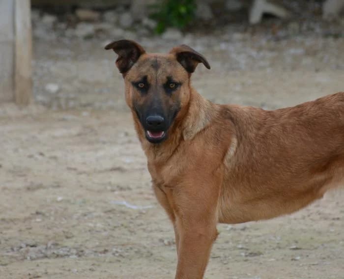 Mili, female puppy Mixed Breed for adoption at Keywords