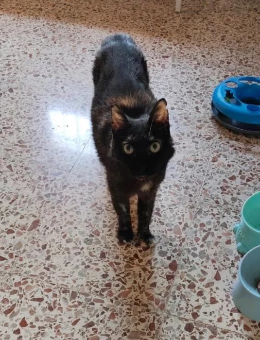 Rebeca, female puppy European Shorthair for adoption at Keywords
