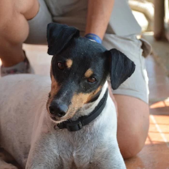 Toribio, male puppy mixed breed for adoption at Keywords