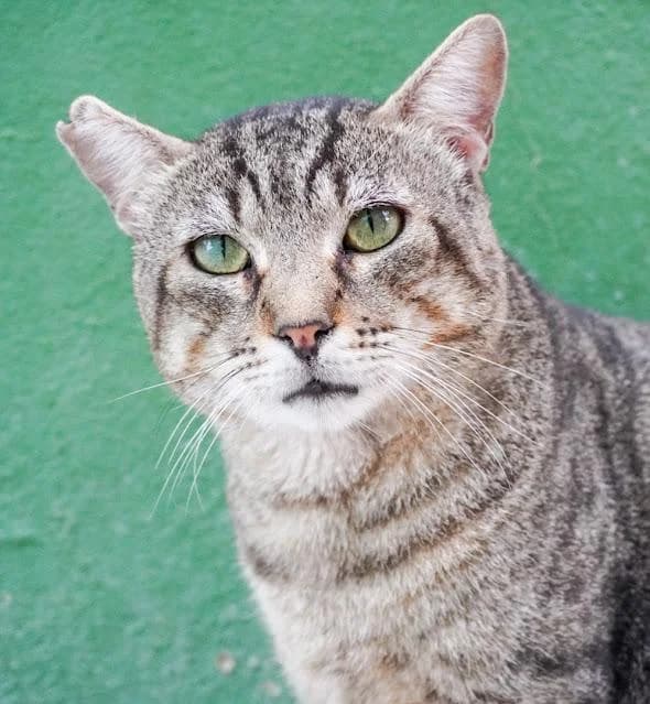 Tristras, male puppy European Shorthair for adoption at Keywords