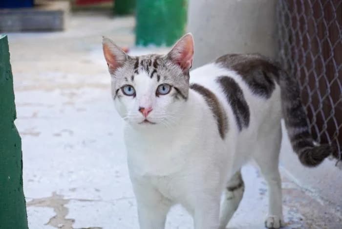 Pampam, male puppy European Shorthair for adoption at Keywords