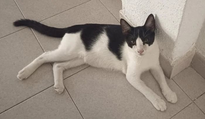 Versace, male puppy European Shorthair for adoption at Keywords