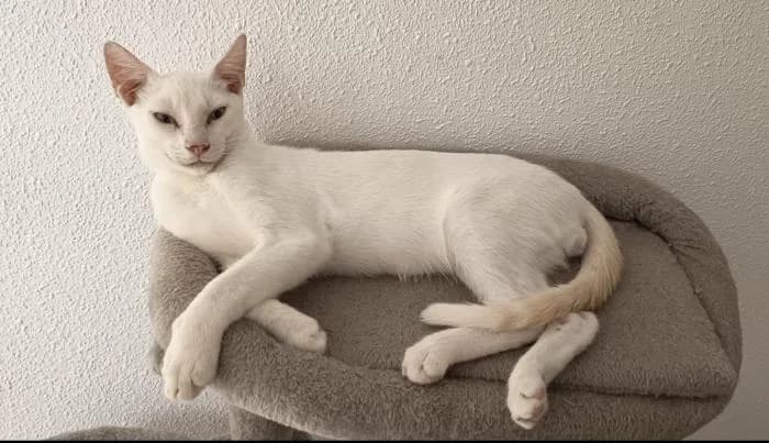 Valentín, male puppy European Shorthair for adoption at Keywords