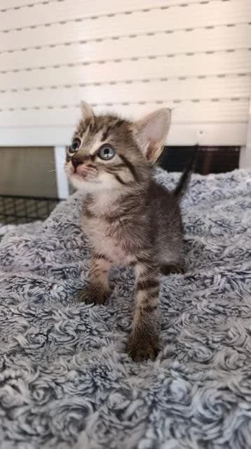 Dalia, female puppy European Shorthair for adoption at Keywords