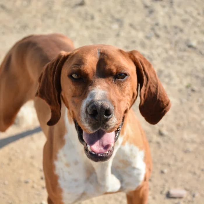 Milo, male puppy Mixed Breed for adoption at Keywords
