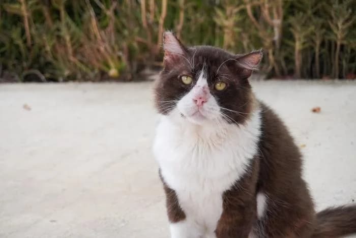 Claudio, male puppy European Shorthair for adoption at Keywords