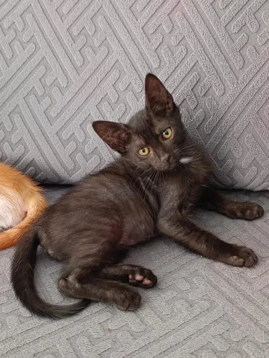 Merlín, male puppy European Shorthair for adoption at Keywords