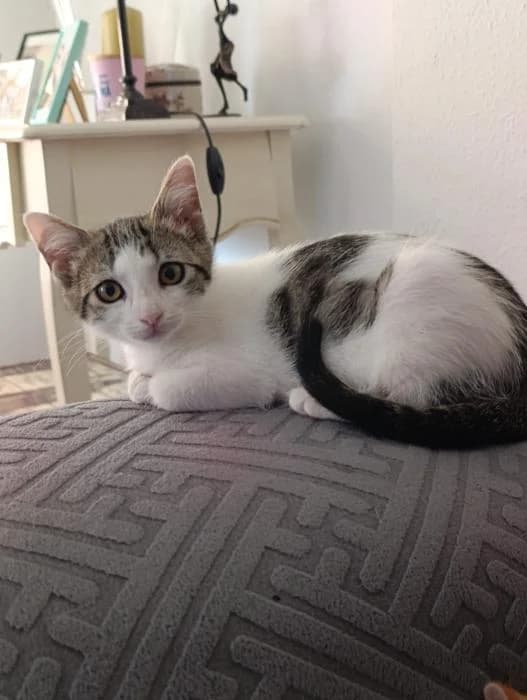 Miel, female puppy European Shorthair for adoption at Keywords