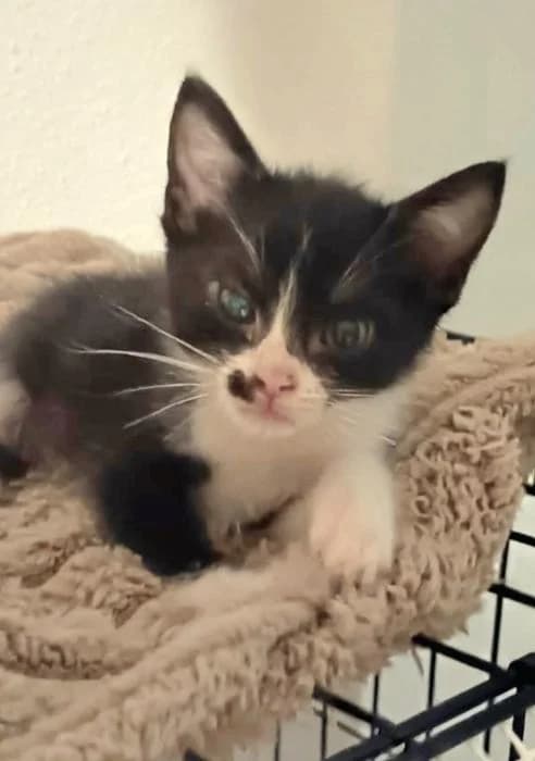 Niger, male puppy European Shorthair for adoption at Keywords