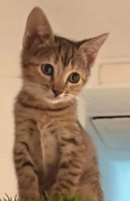Rihana, female puppy European Shorthair for adoption at Keywords