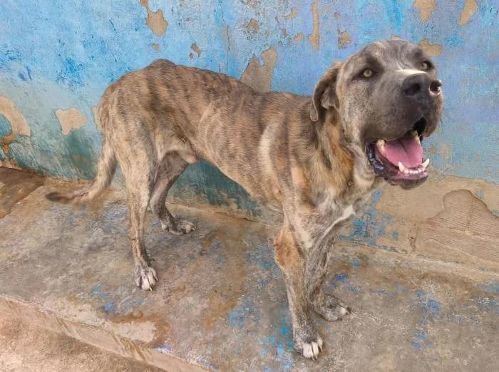 Scooby, male puppy Mixed Breed for adoption at Keywords