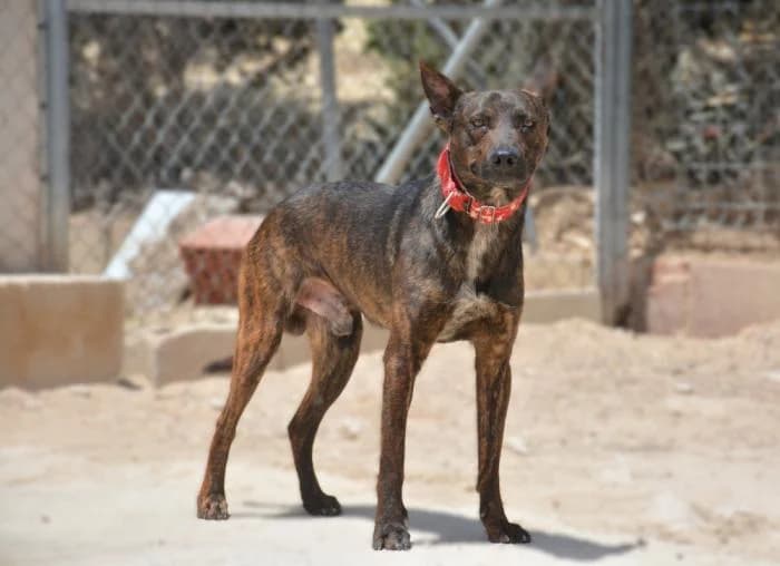 Tomi, male puppy Mixed Breed for adoption at Keywords