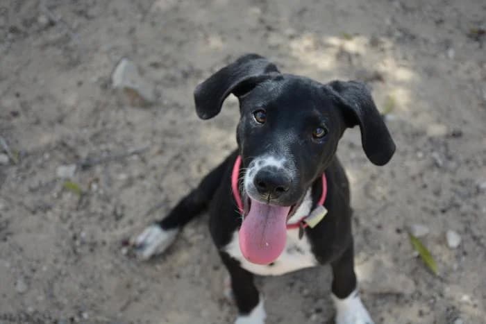 Black, male puppy Mixed Breed for adoption at Keywords