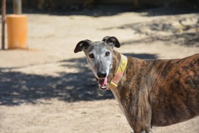 Faraón, male puppy Galgo Español for adoption at Keywords