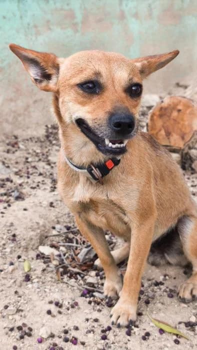 Mía, female puppy Mixed Breed for adoption at Keywords