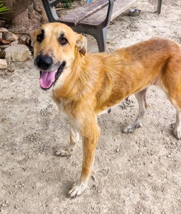 Olivia, female puppy Mixed Breed for adoption at Keywords