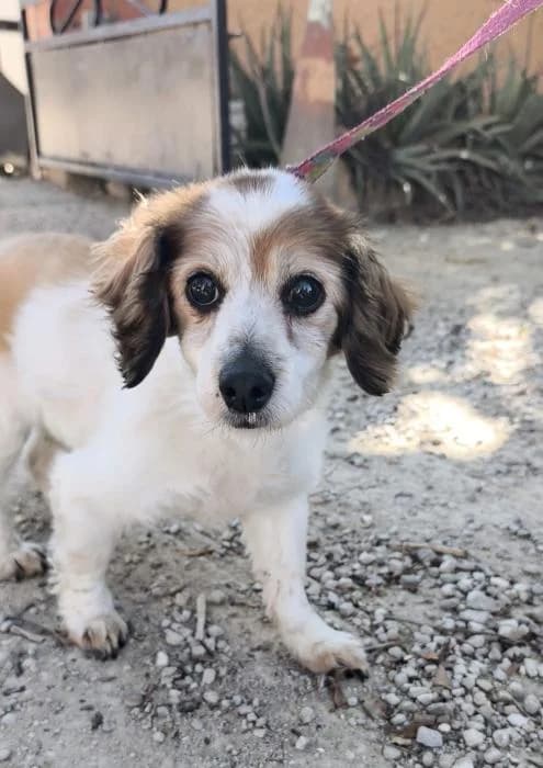 Veggie, female puppy Mixed Breed for adoption at Keywords