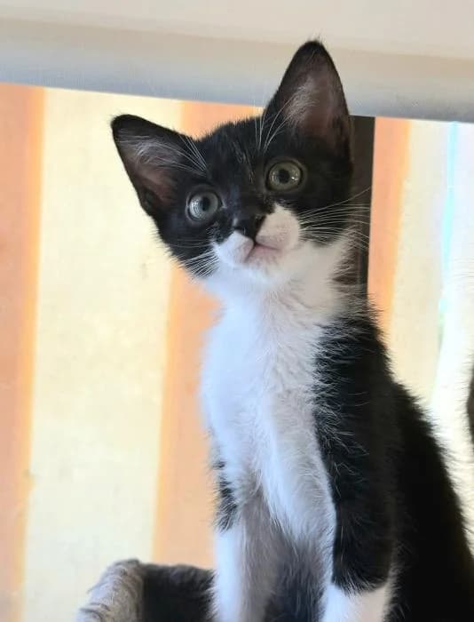 Sasuke, male puppy European Shorthair for adoption at Keywords