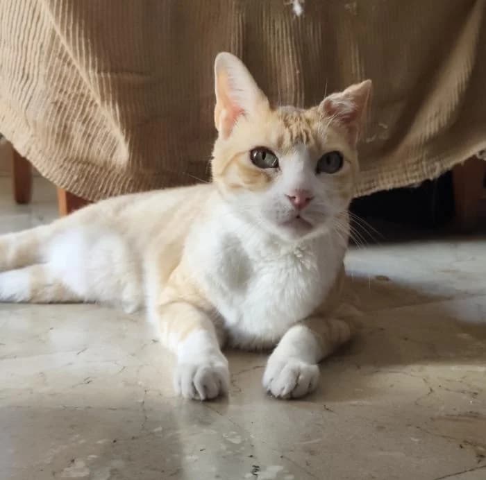 Ritter, male puppy European Shorthair for adoption at Keywords