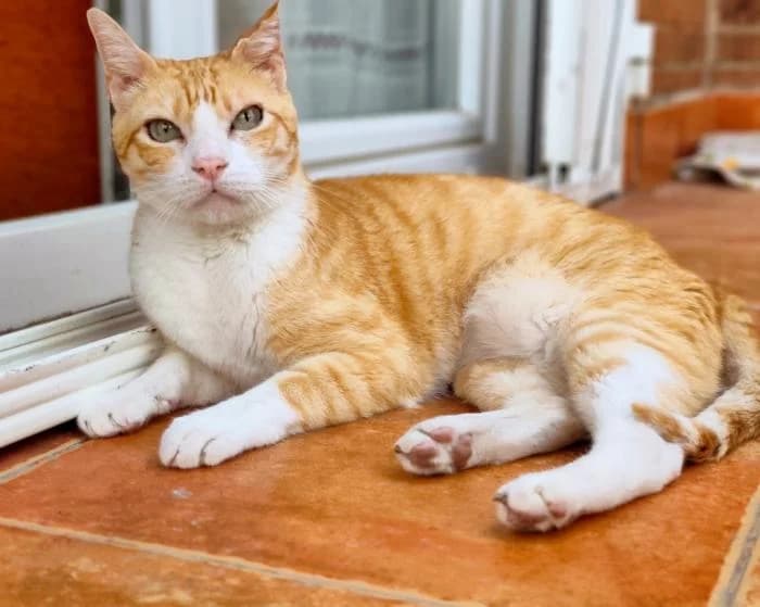 Ritter, male puppy European Shorthair for adoption at Keywords
