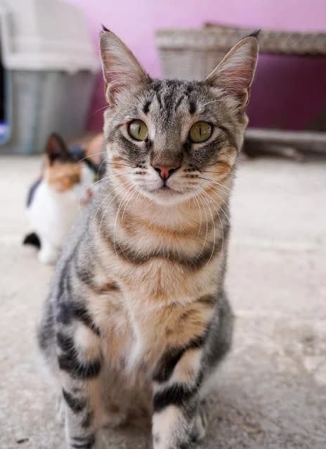 Rosita, female puppy European Shorthair for adoption at Keywords